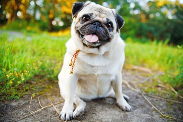 Dog Nutrition: Are You Feeding Your Dog Properly?