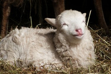 Beware of Loan Scams: Recognizing & Avoiding  Live Checks 