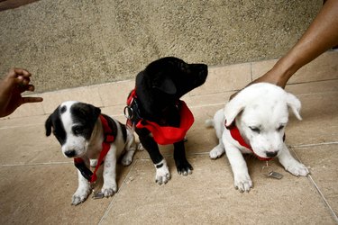 Become an Animal Welfare Officer: Skills, Training & Career Path