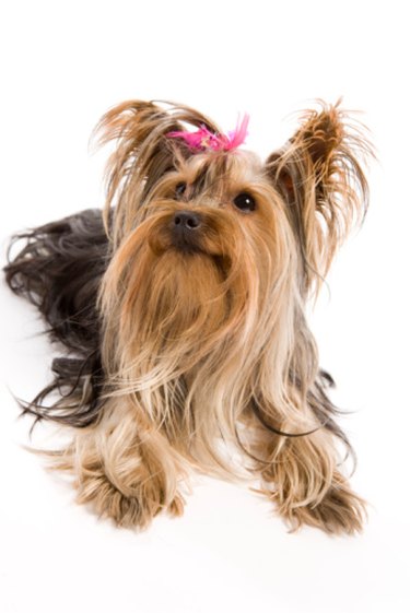 Yorkie Hair Care: Budget-Friendly Grooming Tips for Owners