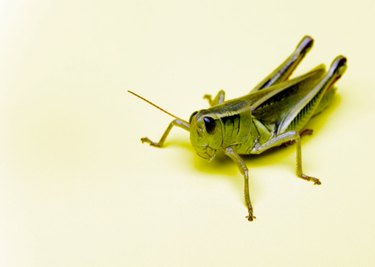 Effective DIY Grasshopper Control: Natural & Budget-Friendly Methods