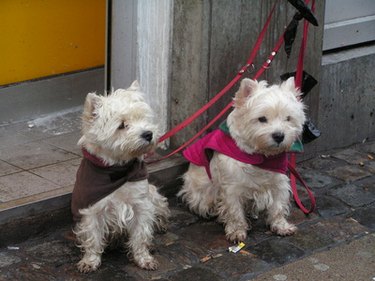 Money-Making Opportunities for Kids Under 13: Age-Appropriate Businesses