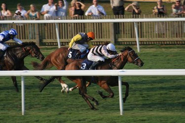 Understanding Horse Racing Odds: How Winnings Are Calculated