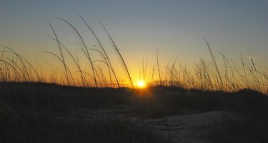 Alabama SNAP Benefits: Eligibility & How Much You Can Receive