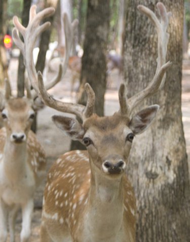 Attract & Feed Wild Deer: A Guide to Affordable Feeding