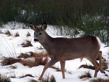 Attract & Feed Wild Deer: A Guide to Affordable Feeding