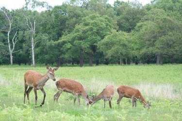 Attract & Feed Wild Deer: A Guide to Affordable Feeding