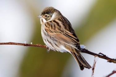 DIY Bird Suet: A Simple & Affordable Recipe for Winter Feeding