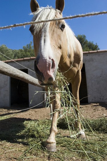 Budget-Friendly Horse Fencing: Cost-Effective Solutions