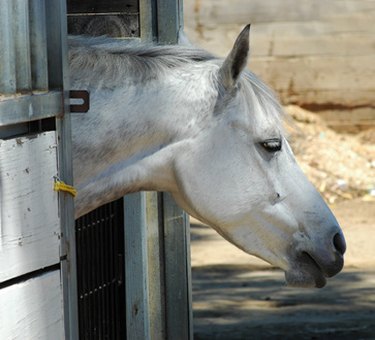 DIY Horse Shelter: Affordable Construction Guide
