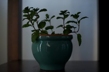 DIY Grow Lights for Indoor Plants: Affordable Options & Considerations