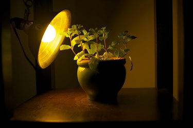 DIY Grow Lights for Indoor Plants: Affordable Options & Considerations