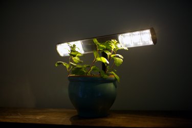 DIY Grow Lights for Indoor Plants: Affordable Options & Considerations