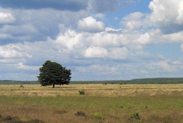 Free Land Opportunities: Government Programs & How to Qualify