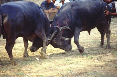 Understanding Bull Runs: What They Are and What Drives Them