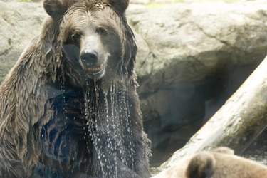 Understanding Bull Runs: What They Are and What Drives Them