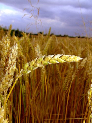 Futures Trading: Risks and Drawbacks for New Traders