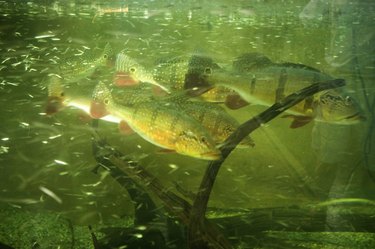 Vinegar in Fish Aquariums: Safe Uses & pH Adjustment