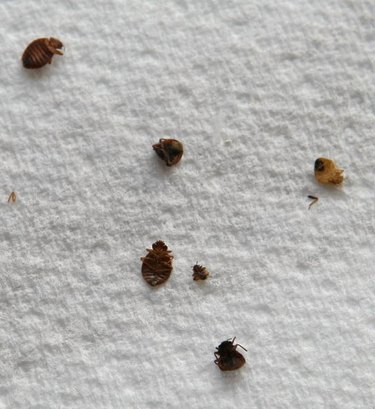California Bed Bug Laws & Tenant Rights: What You Need to Know