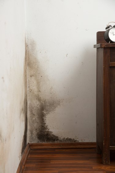 Breaking Your Apartment Lease Due to Mold: Rights & Options