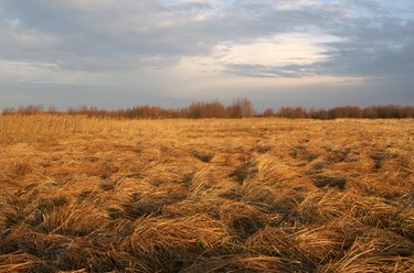 Rural Land Purchase Grants: Funding Opportunities & Eligibility