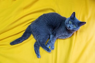 How Cat Food Benefits Local Bird Populations: A Surprising Connection