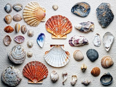 Toilet Paper Panic: Understanding the Pandemic s Impact & Alternatives