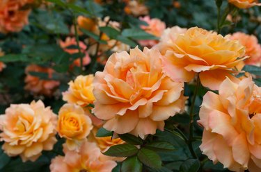 How the Scent of Roses Can Enhance Learning & Memory
