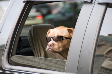 Uber Pet Policy: Traveling with Your Furry Friends
