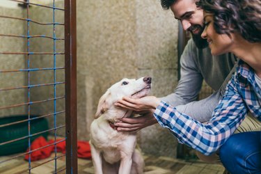 The Unexpected Connection: How Pet Adoption Reflects Human Love