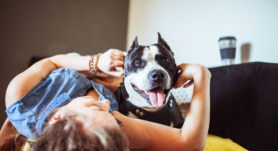 Dog Breeds & Home Insurance: Potential Coverage Restrictions