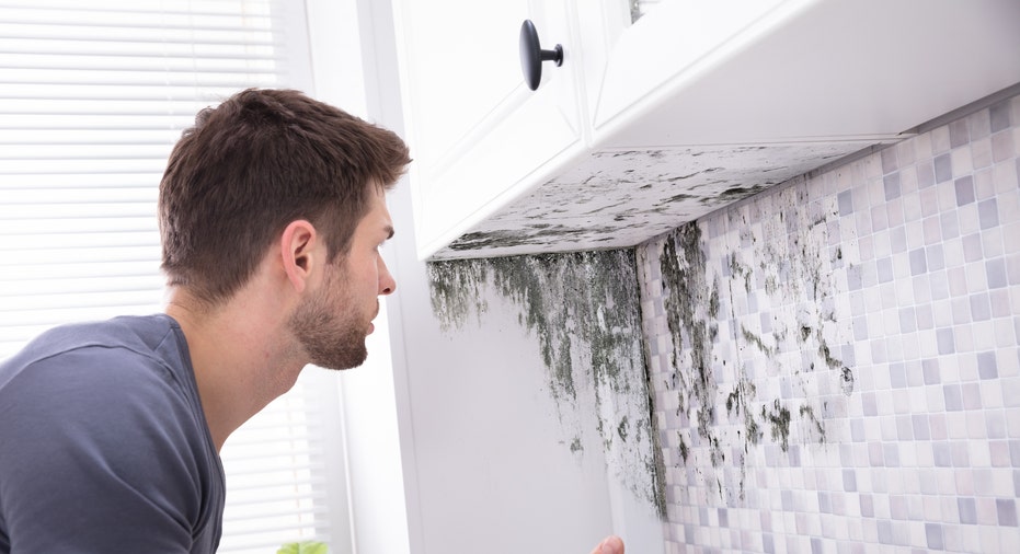 Mold Coverage in Homeowners Insurance: What You Need to Know