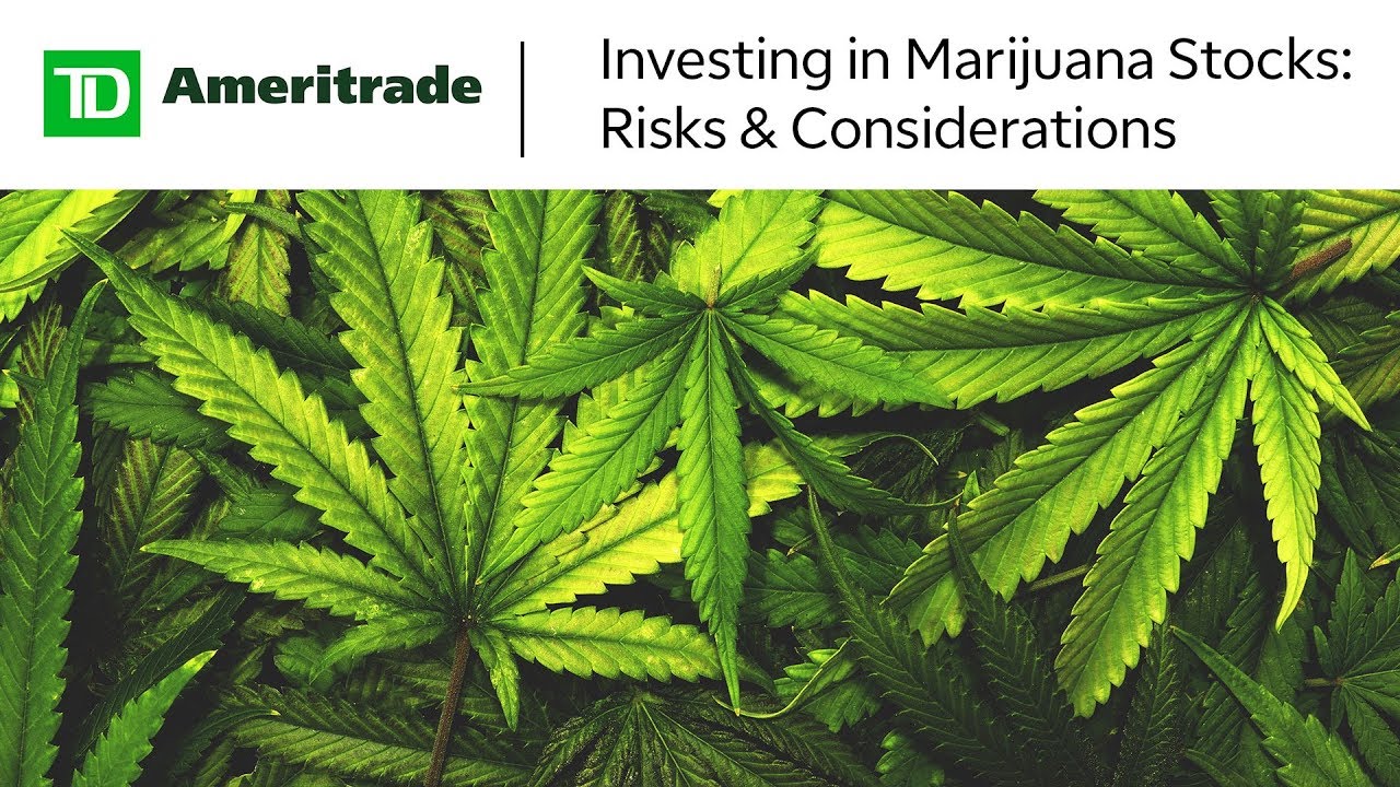 Cannabis Stocks in 2019-2020: Trends & Predictions