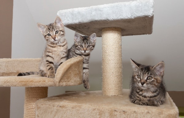 Affordable Pet Care: Budget-Friendly Tips for a Healthy Companion