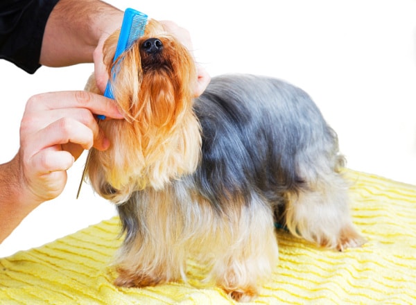 Affordable Pet Care: Budget-Friendly Tips for a Healthy Companion