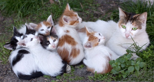 Affordable Pet Care: Budget-Friendly Tips for a Healthy Companion