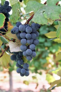 Canning Food: A Cost-Effective Way to Preserve & Save Money