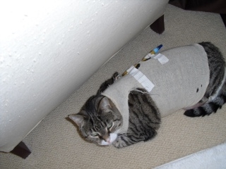 Cost of Pet Treatment: A Personal Story of Kidney Disease