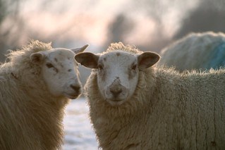 Understanding Investment Risk: The Sheep and Wolf Analogy