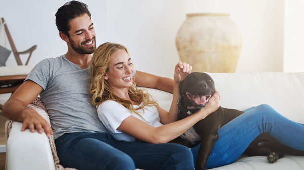 Pet-Friendly Home Renovations: Boost Your Home s Value & Appeal
