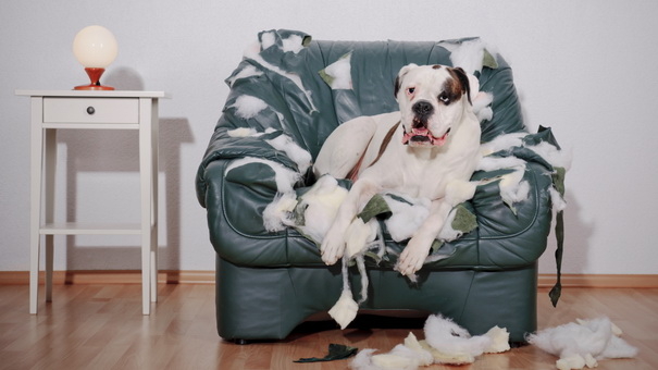 Landlord-Tenant Rights: What You Must Disclose When Renting