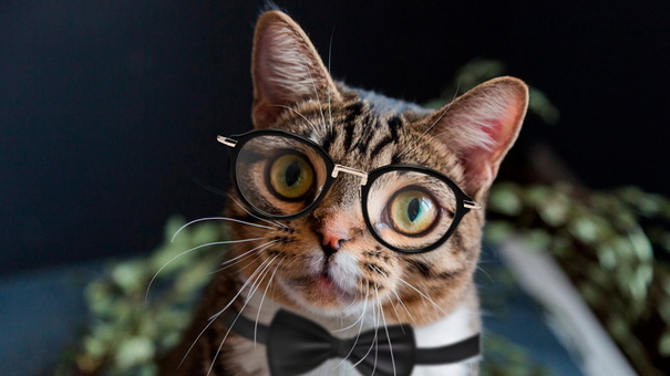 Virtual Pets as Digital Assets: Exploring the Future of Investing