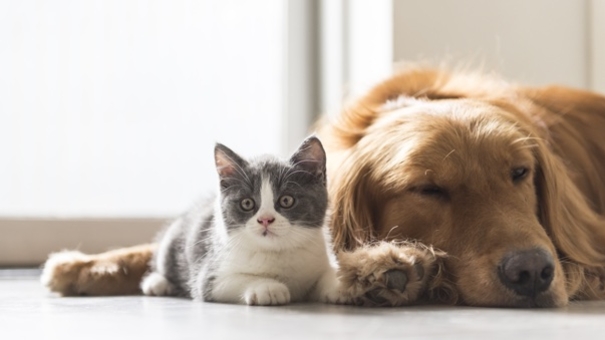 Protect Your Furry Friends: Why Pet Estate Planning is Essential