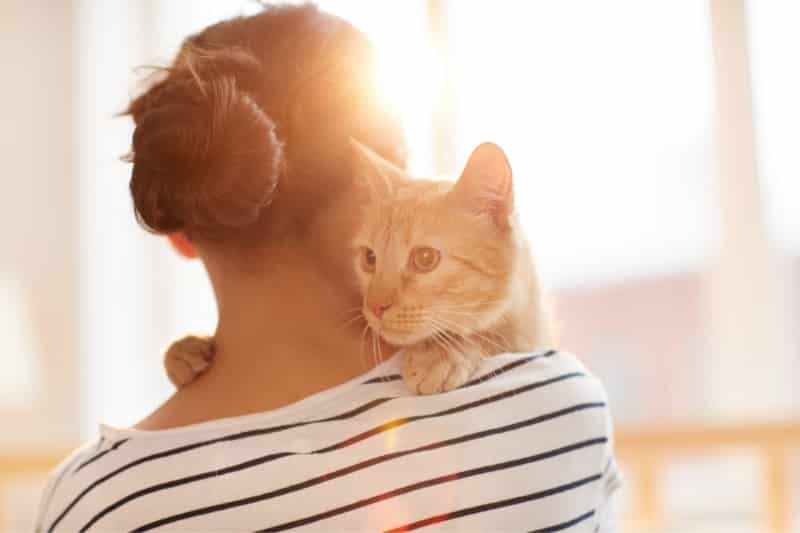 First-Time Cat Owner Costs: A Comprehensive Financial Guide