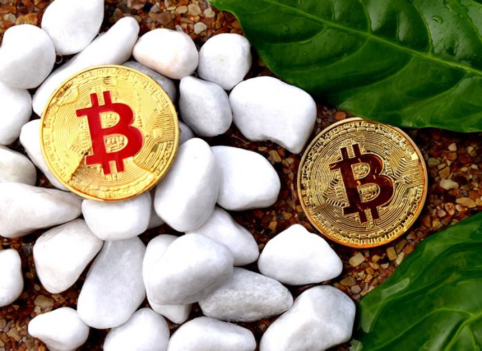 Sustainable Crypto: How Green Initiatives Are Shaping the Future of Digital Finance