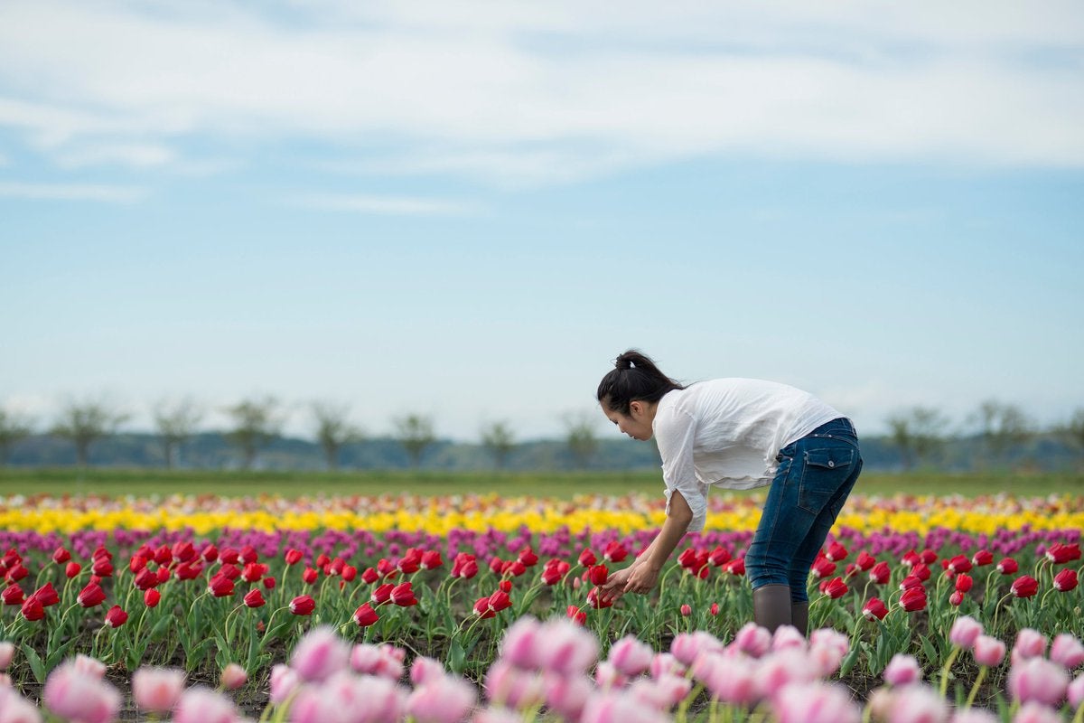 Tulip Mania & Bitcoin: Historical Bubbles & Modern Investing