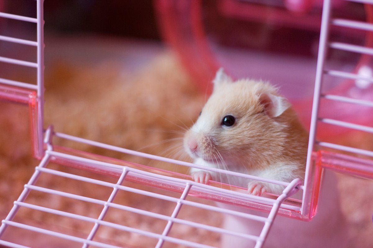 Crypto Trading Lessons from a Surprisingly Successful Hamster