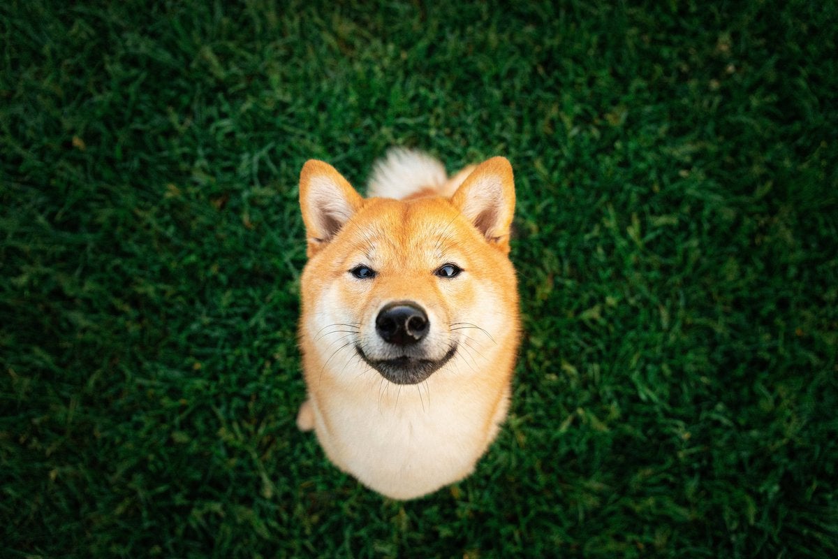 Mark Cuban Doubles Down on Dogecoin: What s Driving the Latest Surge?