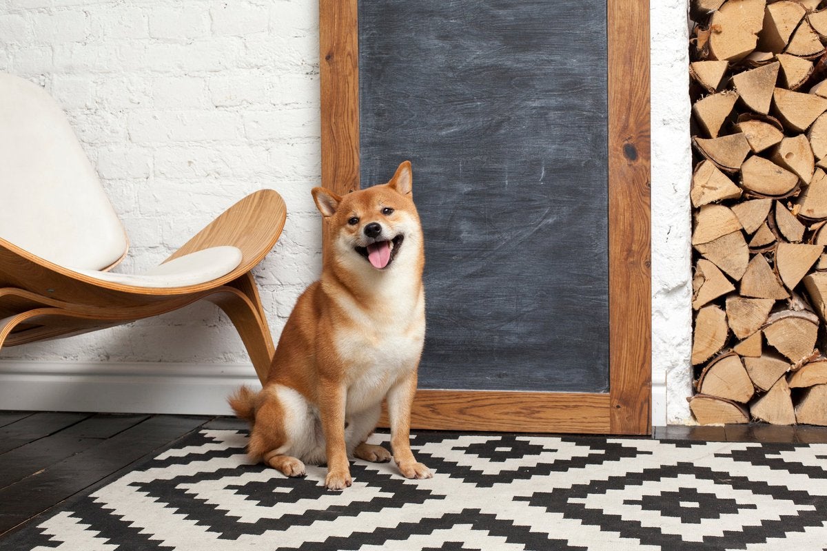Shiba Inu: Risks & Potential for Recovery - A Balanced Analysis
