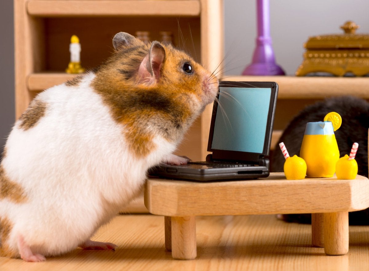 Crypto Trading with Mr. Goxx: Lessons from a Hamster Investor